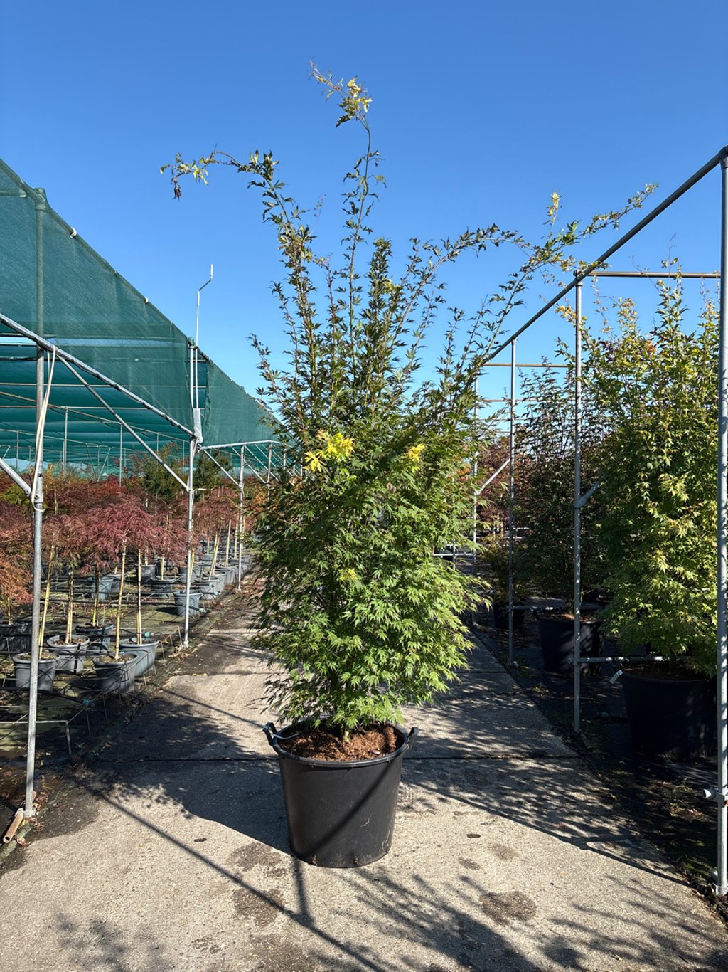 Acer pal. 'Orange Lace' - 250-275 CM in Cont.